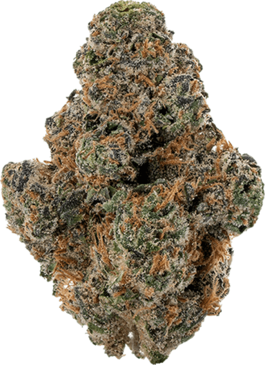 Apricot Stomper