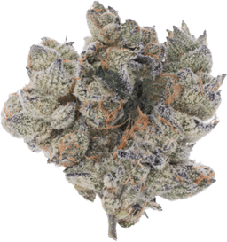 Pomelo Diesel