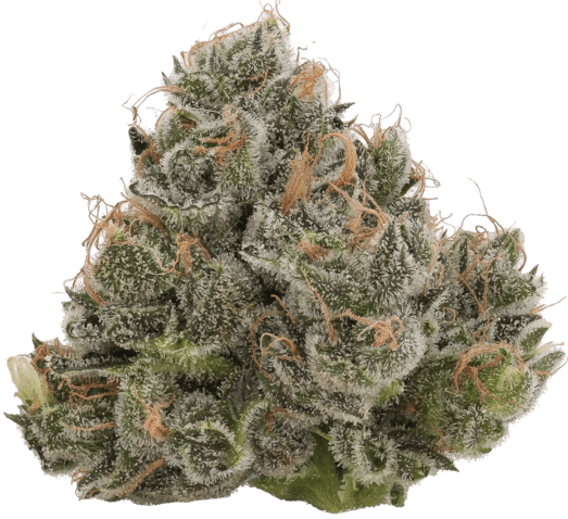 Northern Lights